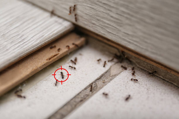 Best Termite Control Services  in Columbiana, AL